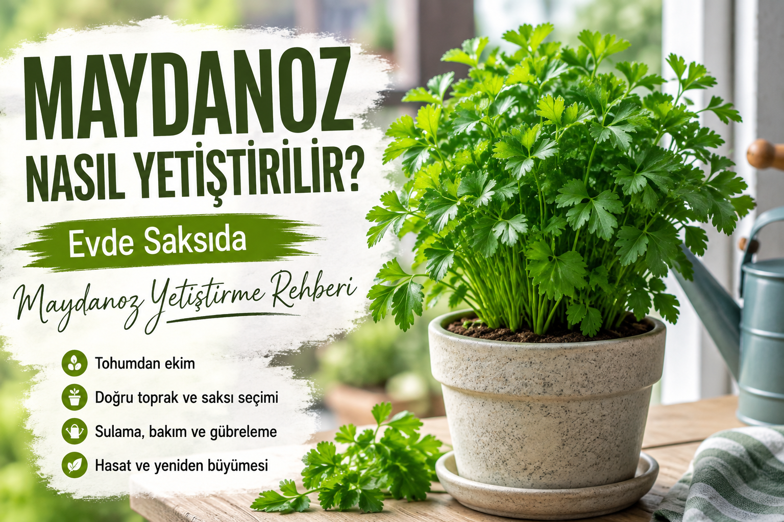 Saksıda maydanoz nasıl yetiştirilir ve maydanoz bakımı