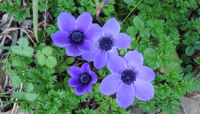 Anemon Çiçeği: Bahçenize Renk Katacak Türler