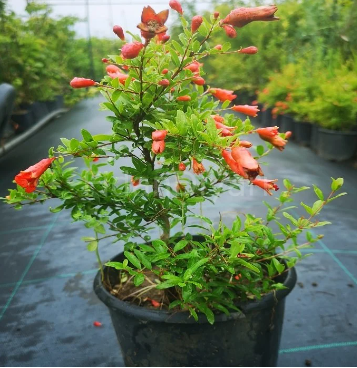 Bodur Süs Narı Bakımı Nasıl Olmalıdır?