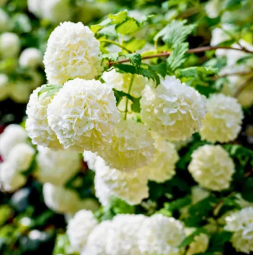 Kartopu Çiçeği Yetiştirmenin Püf Noktaları