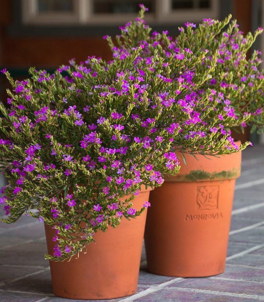 🌺 Kufeya (Cennet Çiçeği) Bakım Rehberi