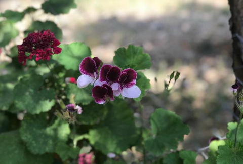 Pansiyon Çiçeği Bakımı: Renkli ve Kolay Bakımıyla Bahçeler İçin İdeal