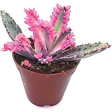 🌸 Aşkın Gözyaşı Çiçeği Bakımı Nasıl Olmalıdır?