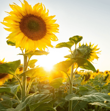 Güneşin doğduğu bir tarlada açmış ayçiçekleri.