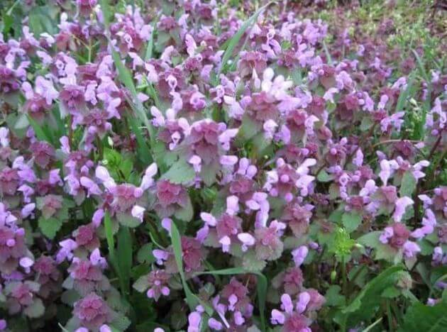 Ballıbaba Çiçeği Bakım Rehberi: Doğanın Şifalı Bitkisi