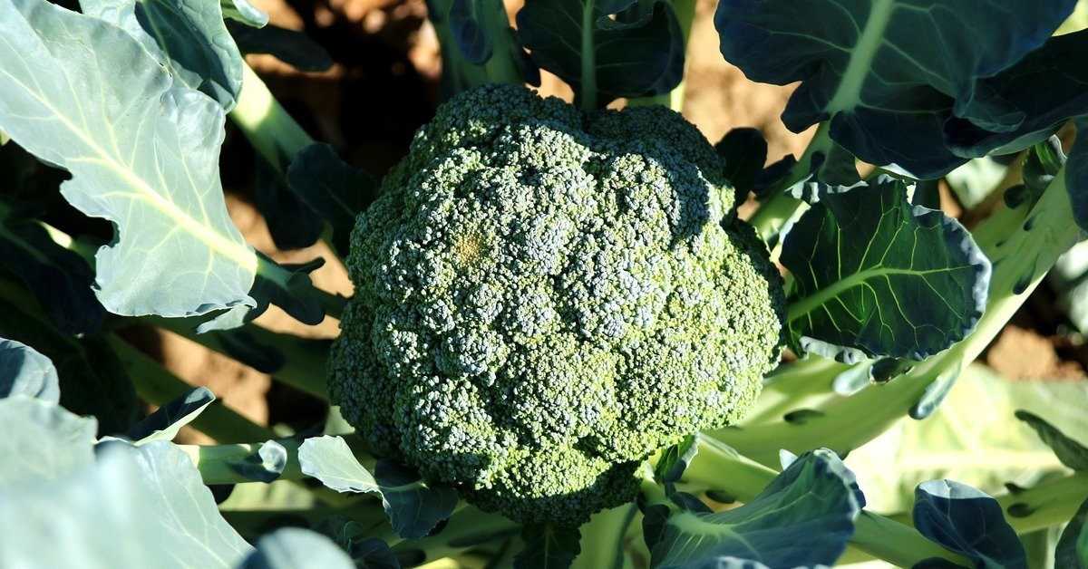 Brokoli Nasıl Yetiştirilir ?