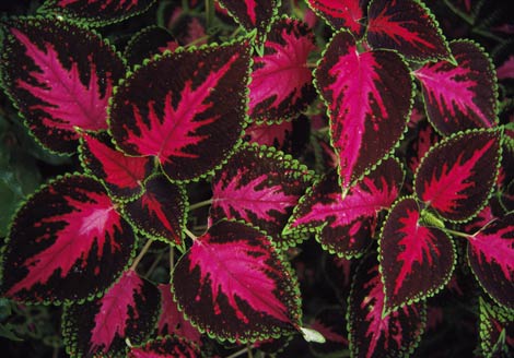 Cam Güzeli Bitkisi Bakım Rehberi 🌸