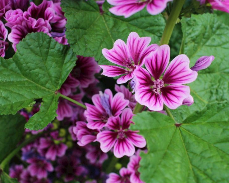 Ebegümeci: Doğanın Şifalı Hediyesi ve Faydaları