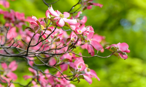 Japon Hanamizuki Çiçeği: Doğanın Güzelliği