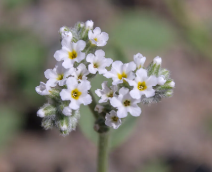 🌸 Helyotrop Çiçeği Bakımı: Temel İpuçları ile Göz Kamaştıran Bir Bahçe 🌿