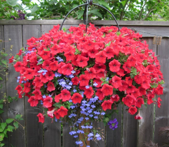 Kahkaha Çiçeği Bakım Rehberi ..