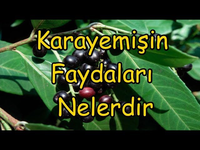 Karayemişin Faydaları Nelerdir ?