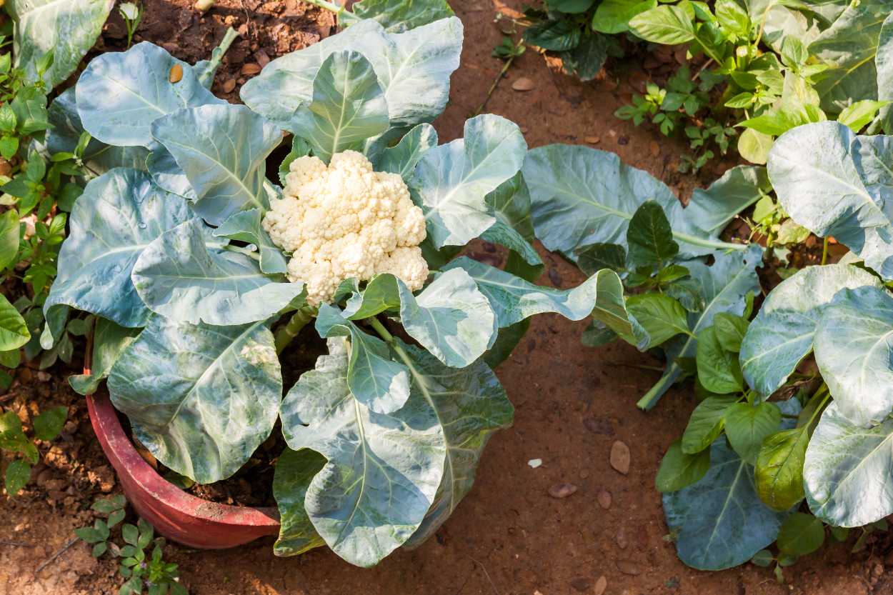 Karnabahar Nasıl Yetiştirilmelidir? Hangi Mevsimde Yetiştirilir?