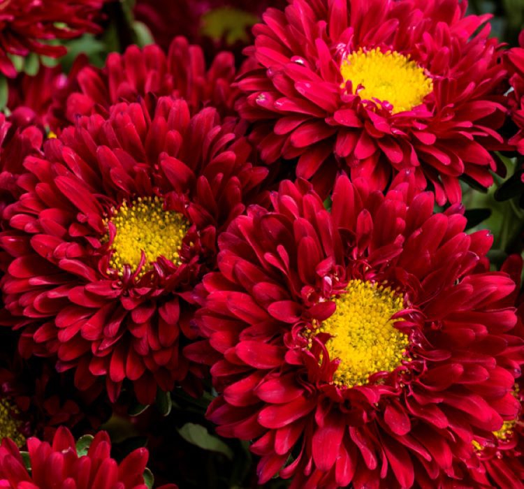 🌼 Sonbaharın Gözdesi Kasımpatı: Renkli Çiçekler İçin Bakım Rehberi