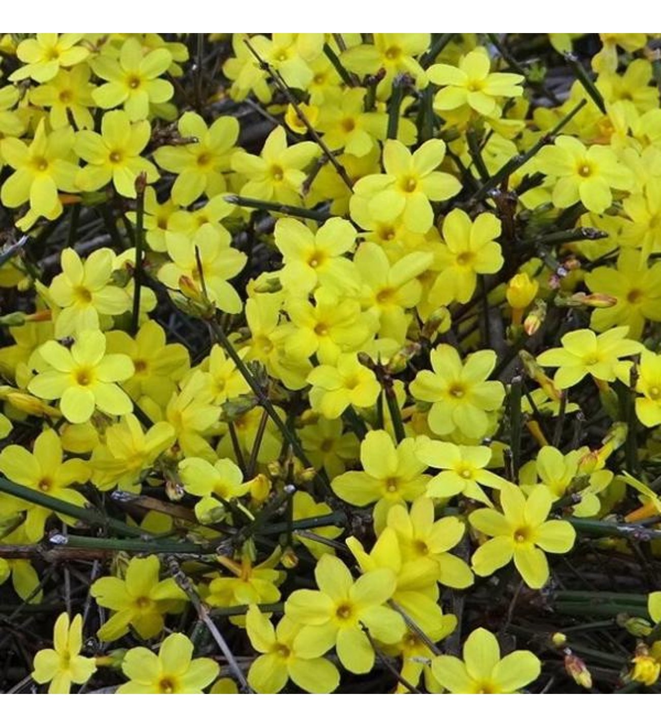 🌸 Kış Yasemini Bakımı: Çiçek Açan Çalı İçin İpuçları