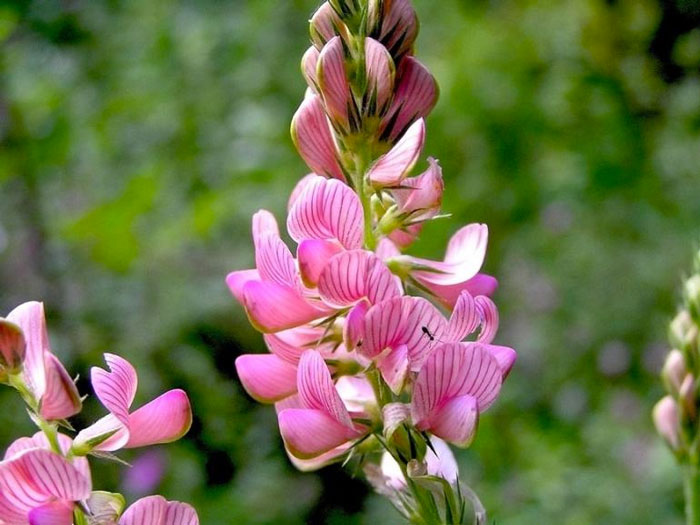 Korunga Çiçeği Bakım Rehberi: Bahçenizin Dayanıklı ve Faydalı Bitkisi