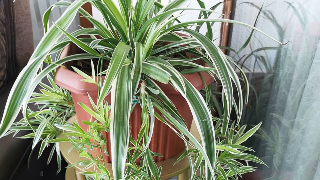 Kurdele Çiçeği (Chlorophytum Comosum) Bakım Rehberi 🌿🎀