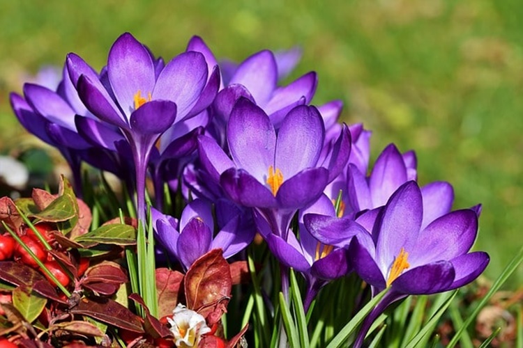 Mahmur Çiçeği Bakım Rehberi: Göz Alıcı ve Zarif Bir Bitki