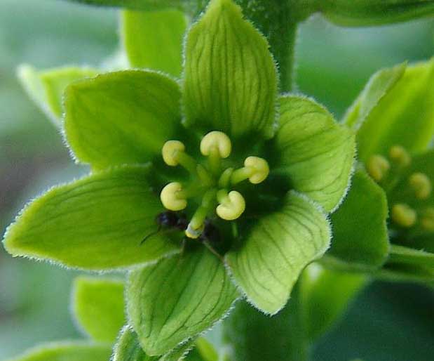 Semen Çiçeği Bakımı: Püf Noktaları ve Yetiştirme Rehberi