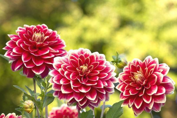 Yıldız (Dalya) Çiçeği Bakım Rehberi