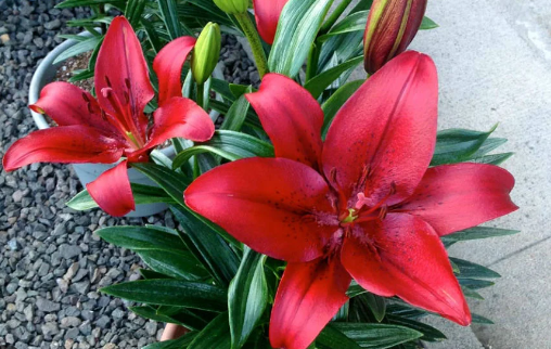 🌼 Zambak Çiçeği Yetiştirme Kılavuzu