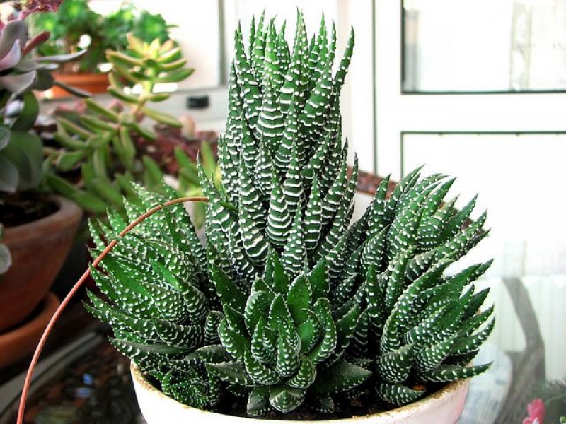 🌵 Zebra Kaktüsü Bakımı Nasıl Olmalıdır? 🌿