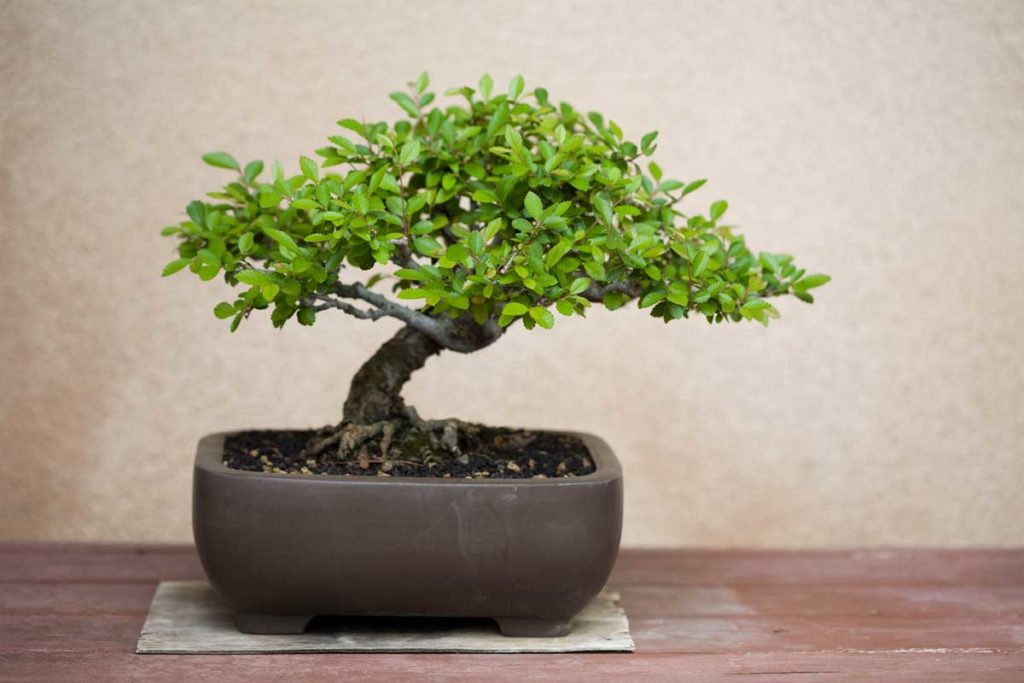 Bonsai Bitkisi Bakımı Nasıl Olmalı: Minik Ağaçlarınızı Yeşertmenin Sırları 🌿
