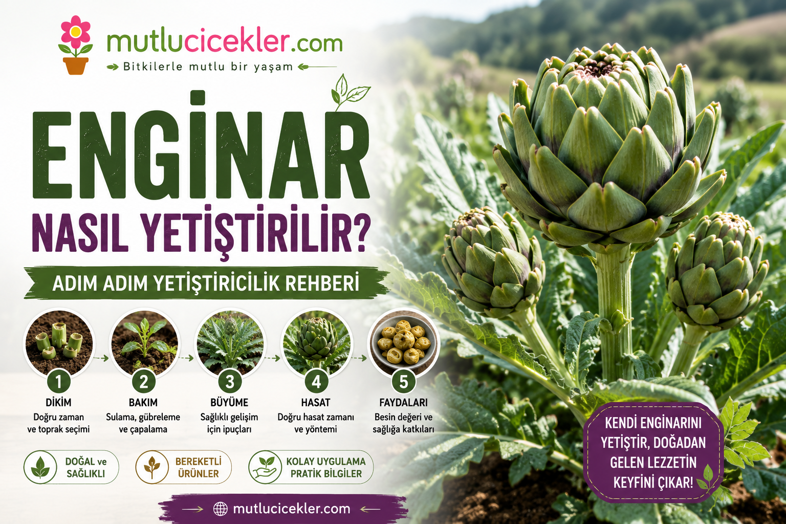 Enginar Nasıl Yetiştirilir? Adım Adım Yetiştiricilik Rehberi
