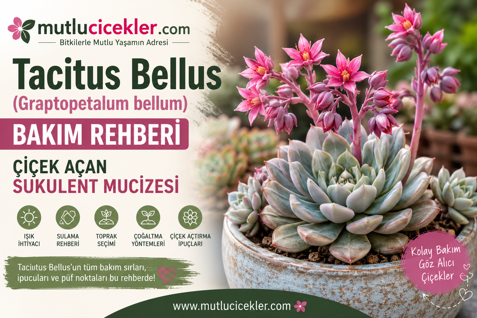 🌸 Tacitus Bellus (Graptopetalum bellum) Bakım Rehberi: Çiçek Açan Sukulent Mucizesi