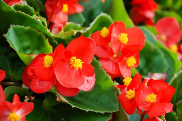 Begonya Bakımında Dikkat Edilmesi Gerekenler