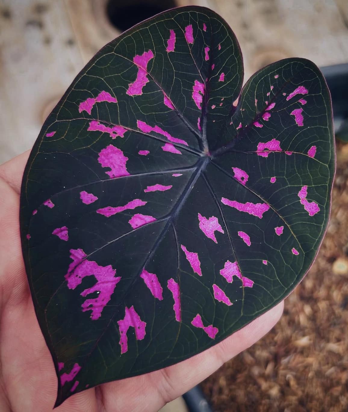 Clavatum Caladium Çiçeği Bakımı: İpuçları ve Püf Noktaları 🌿✨