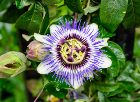 Çarkıfelek Çiçeği Bakımı Nasıl Olmalıdır?