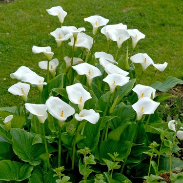 Gala Çiçeği Bakım Rehberi: Zarafetin Simgesi Gala Çiçeğini Yetiştirmenin İpuçları