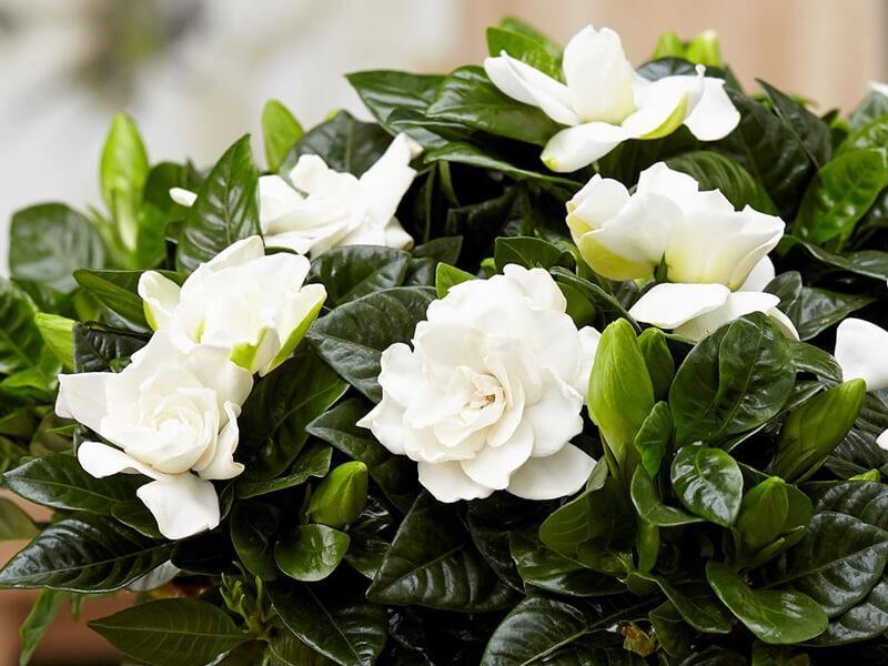 Gardenia Care: Tips and Recommendations 🌿🌼