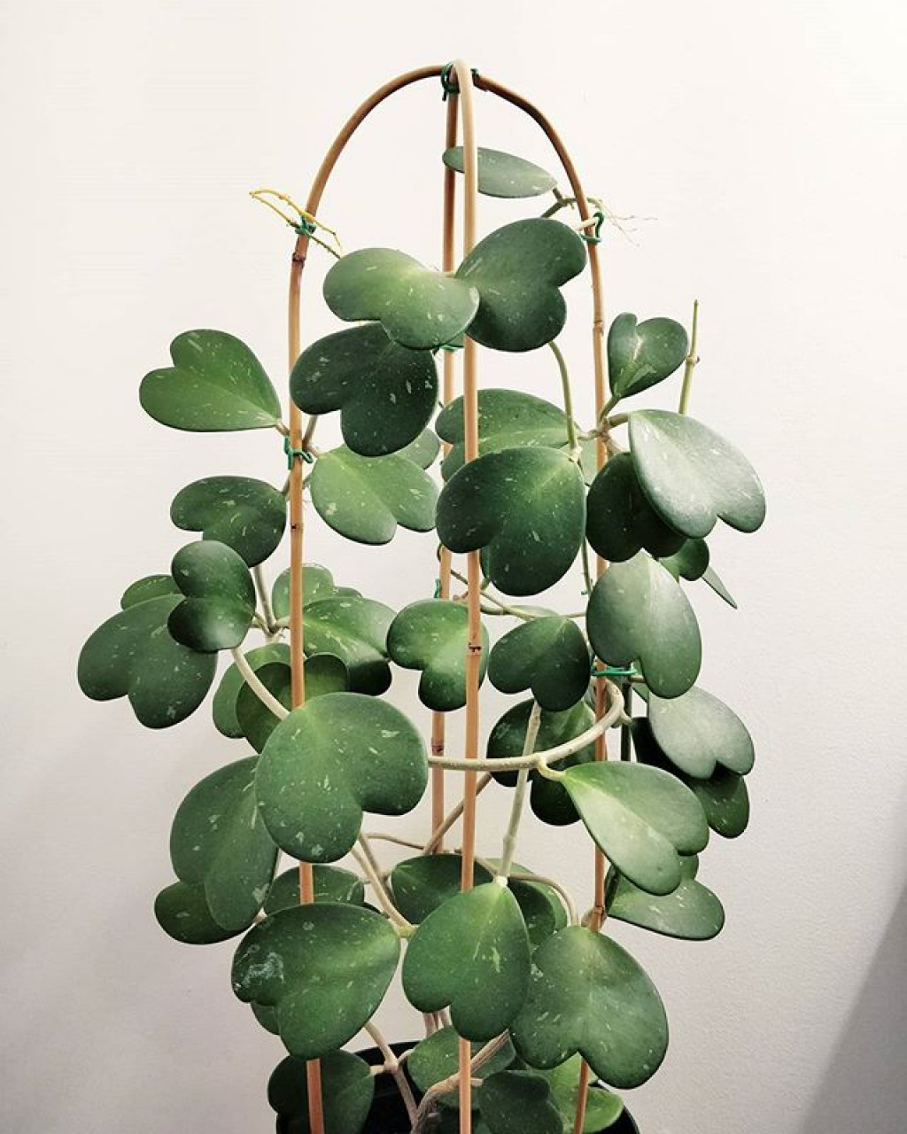 Sevgili Çiçeği (Hoya) Bakım Rehberi