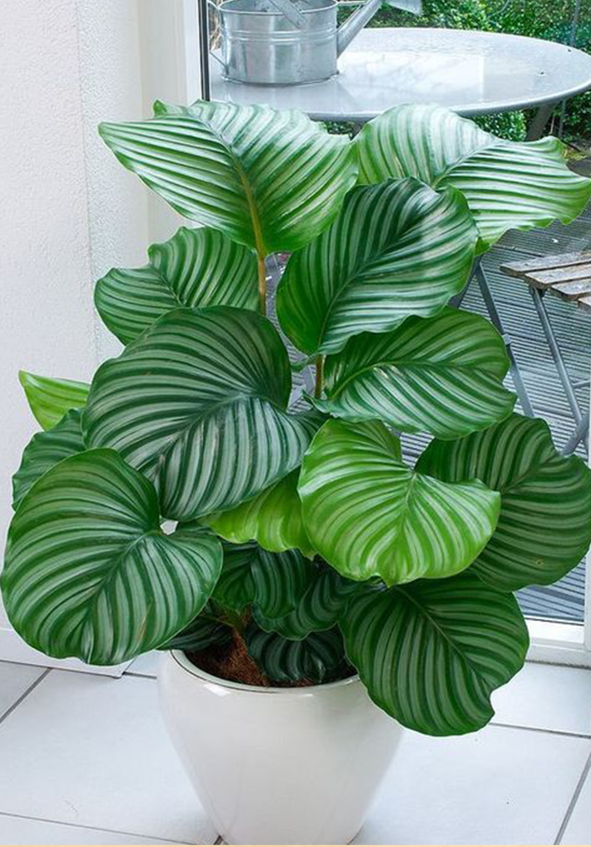 Dua Çiçeği Türü : Kalatya Orbifolia Bakım Rehberi 🌿