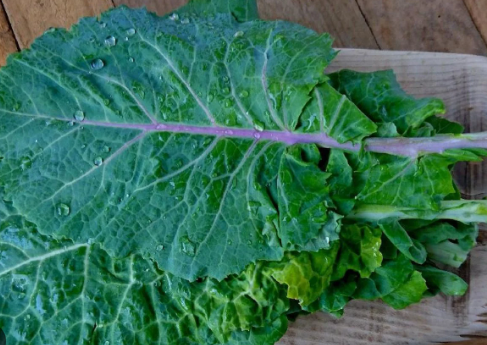 Kara Lahana Yetiştiriciliği: Detaylı Rehber