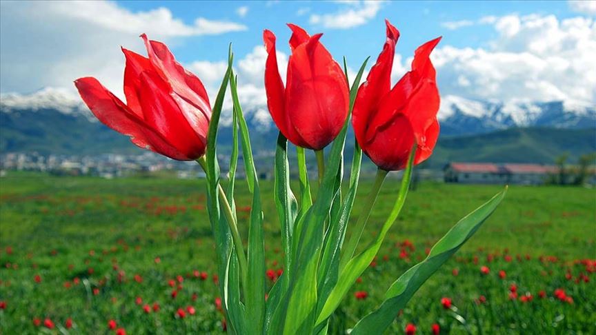 Lale Çeşitleri ve Bakımı 🌷: Bahçelerdeki Güzellik Sırrı