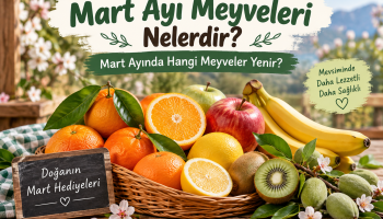 Lezzet’in güncel mevsim rehberi de çileği genel olarak nisandan itibaren ilkbahar meyvesi olarak konumlandırıyor; o yüzden Mart çileğini “erken üretim/sera ürünü” diye ayırmak daha doğru. Mart Ayı Meyveleri Nelerdir? Mart Ayında Hangi Meyveler Yenir? Mart Ayı Meyveleri Nelerdir? Mart Ayında Hangi Meyveler Yenir? Mart ayı, kış meyvelerinin yavaş yavaş sezon sonuna yaklaştığı ve ilkbaharın ilk ürünlerinin görülmeye başladığı bir geçiş dönemidir. Bu nedenle Mart ayında hangi meyveler yenir? sorusunun cevabı bulunduğunuz bölgeye, hava koşullarına ve ürünün yetiştirilme biçimine göre değişebilir. Türkiye’de Mart ayında tezgâhlarda elma, limon, portakal, muz ve bazı bölgelerde sezonun son mandalinaları görülebilir. Ayın sonlarına doğru sıcak bölgelerde çağla gibi ilkbaharın habercisi ürünler de ortaya çıkmaya başlar. Kısaca Mart Ayında Hangi Meyveler Yenir? Mart ayında tercih edilebilecek başlıca meyveler şunlardır: Elma Limon Portakal Muz Çağla Sezonun son dönemindeki mandalinalar Depolamaya uygun bazı armut çeşitleri Çilek ise Mart ayında tezgâhlarda görülebilse de Türkiye genelinde esas sezonunun başladığını söylemek için erkendir. Martta satılan çileklerin önemli bir bölümü erken üretim veya örtü altı yetiştiriciliğinden gelir. Mart Ayı Meyveleri Tablosu Meyve Mart Ayındaki Durumu Elma Depolamaya uygun çeşitleri yaygın olarak bulunur Limon Mart ayında rahatlıkla bulunabilir Portakal Bazı çeşitlerde sezonun son dönemidir Muz Yıl boyunca bulunabilir Çağla Sıcak bölgelerde ay sonuna doğru başlayabilir Mandalina Çeşidine göre sezon sonuna yaklaşır Armut Bazı depolanabilir çeşitleri bulunabilir Çilek Erken üretim olarak görülebilir; ana sezon daha sonradır Kivi Depolanmış ürün olarak bulunabilir Ananas İthal tropikal üründür, Türkiye için Mart mevsim meyvesi değildir Elma Elma, Mart ayında mutfaklarda en kolay bulunan meyvelerden biridir. Bunun temel nedenlerinden biri birçok elma çeşidinin uygun koşullarda uzun süre saklanabilmesidir. Bu yüzden Mart ayında gördüğümüz elmaların tamamı o ay hasat edilmiş değildir. Sonbaharda hasat edilen ürünler kontrollü depolarda saklanarak kış ve ilkbahar aylarında satışa sunulabilir. Elmayı satın alırken kabuğunun diri olmasına, belirgin ezikler taşımamasına ve yumuşamamış olmasına dikkat edebilirsiniz. Limon Limon, Mart ayında Türkiye'de yaygın olarak bulunan turunçgiller arasındadır. Salatalardan çorbalara, içeceklerden tatlılara kadar birçok tarifte kullanılabilir. Limon seçerken kabuğu parlak, ağır ve boyutuna göre dolgun olan meyveler tercih edilebilir. Aşırı buruşmuş veya yumuşamış limonlar uzun süre beklemiş olabilir. Portakal Kış denildiğinde akla gelen ilk meyvelerden biri portakaldır. Mart ayında bazı portakal çeşitleri hâlâ tezgâhlarda bulunur ancak bu dönem aynı zamanda turunçgil sezonunun sonlarına yaklaşıldığı zamandır. Portakalın hasat dönemi çeşide ve yetiştirildiği bölgeye göre değiştiği için Mart ayında satılan her portakalın durumu aynı değildir. Bu nedenle portakalı “yalnızca kış meyvesi” veya “Mart meyvesi” şeklinde kesin bir sınıfa sokmak yerine çeşidine göre değerlendirmek daha doğrudur. Çağla: İlkbaharın İlk Habercilerinden Mart ayının en dikkat çekici ürünlerinden biri çağladır. Çağla, badem veya kayısı gibi sert çekirdekli meyvelerin henüz olgunlaşmadan önceki yeşil hâlidir. Özellikle Türkiye'nin daha sıcak bölgelerinde hava koşullarının uygun olması durumunda Mart ayının sonlarına doğru tezgâhlarda görülmeye başlayabilir. Ancak çağlanın çıkış tarihi her yıl aynı değildir. Sıcaklık, yağış ve yetiştirildiği bölge hasat zamanını değiştirebilir. Bu nedenle Mart başında her yerde çağla bulunmasını beklemek doğru olmaz. Mart Ayında Mandalina Yenir mi? Evet, Mart ayında mandalina bulunabilir ancak birçok mandalina çeşidi için sezonun son dönemine gelinmiştir. Bazı geççi çeşitler Mart ayında da pazarlarda ve marketlerde yer alabilir. Buna karşılık sonbahar ve kış başındaki kadar geniş bir çeşitlilik görülmeyebilir. Mandalina seçerken kabuğunda belirgin küf, aşırı yumuşama veya kötü koku bulunmamasına dikkat edilmelidir. Mart Ayında Çilek Yenir mi? Mart ayında marketlerde ve pazarlarda çilek görmek mümkündür. Ancak burada önemli bir ayrım yapmak gerekir. Mart, Türkiye genelinde doğal çilek sezonunun tam olarak başladığı ay değildir. Bu dönemde satışa çıkan çileklerin bir bölümü sıcak bölgelerde erken üretimden veya sera yetiştiriciliğinden gelebilir. Havaların ısınmasıyla birlikte ilkbaharın ilerleyen haftalarında çileğin bulunabilirliği artar. Bu nedenle Mart ayında çileği “erken sezon ürünü” olarak değerlendirmek daha doğru olur. Kivi Mart Ayı Meyvesi midir? Kivi Mart ayında satışta bulunabilir fakat bu durum kivinin Mart ayında hasat edildiği anlamına gelmez. Türkiye'de yetiştirilen kiviler genellikle daha erken dönemde hasat edilir ve uygun depolama koşulları sayesinde sonraki aylarda da satışa sunulabilir. Dolayısıyla Mart ayında markette gördüğünüz kivinin depolanmış ürün olma ihtimali yüksektir. Ananas Mart Ayı Meyvesi mi? Hayır. Ananası Türkiye açısından Mart ayı mevsim meyvesi olarak değerlendirmek doğru değildir. Ananas tropikal iklimlerde yetişen ve Türkiye'de büyük ölçüde ithal olarak satılan bir meyvedir. Marketlerde yılın farklı dönemlerinde bulunabilmesi, Türkiye'de o dönemde mevsiminde olduğu anlamına gelmez. Bu nedenle “Mart ayı meyveleri” listesi hazırlanırken ananası yerli ve mevsimlik meyvelerden ayrı tutmak gerekir. Mart Ayında Meyve Seçerken Nelere Dikkat Edilmeli? Mevsim meyvesi seçerken yalnızca takvime bakmak yeterli değildir. Türkiye'nin farklı iklim bölgeleri nedeniyle aynı ürün Antalya'da hasada başlamışken başka bir şehirde henüz yetişmemiş olabilir. Meyve alırken: Mümkün olduğunca yetiştirildiği bölgeyi öğrenin. Mevsimine yakın yerli ürünleri tercih edin. Aşırı yumuşamış veya ezilmiş ürünlerden kaçının. Meyvenin doğal kokusuna ve görünümüne dikkat edin. İhtiyacınız kadar satın alarak gıda israfını azaltın. Mart Ayı Neden Geçiş Dönemidir? Mart, meteorolojik olarak ilkbaharın başlangıcı olsa da Türkiye'nin her bölgesinde sıcaklıklar aynı hızda yükselmez. Akdeniz ve Ege kıyılarında bahar daha erken hissedilebilirken iç ve yüksek bölgelerde kış koşulları devam edebilir. Bu nedenle Mart ayında hem kıştan kalan meyveleri hem de ilkbaharın ilk ürünlerini aynı tezgâhta görmek mümkündür. Bu özellik Mart ayını meyve ve sebze takviminde ilginç bir geçiş dönemi hâline getirir. Mart Ayında Hangi Meyveler Mevsim Sonuna Yaklaşır? Mart ayında özellikle bazı turunçgiller kış sezonunun son dönemine yaklaşır. Portakal ve mandalinanın bulunabilirliği çeşide göre devam edebilir. Ancak ilkbahar ilerledikçe turunçgiller yerlerini yavaş yavaş yeni sezon meyvelerine bırakır. Bu nedenle Mart, kış meyvelerinden ilkbahar meyvelerine geçişin belirgin şekilde hissedildiği aylardan biridir. Sık Sorulan Sorular Mart ayında en çok hangi meyveler bulunur? Türkiye'de Mart ayında elma, limon, portakal ve muz yaygın olarak bulunabilir. Bölge ve hava koşullarına göre çağla ve sezon sonu mandalinaları da görülebilir. Mart ayında çilek olur mu? Evet. Özellikle sıcak bölgelerde ve örtü altı yetiştiricilikte Mart ayında çilek bulunabilir. Ancak Türkiye genelinde çileğin ana sezonu Mart ayından daha ileriki dönemde belirginleşir. Mart ayında çağla çıkar mı? Hava koşulları uygunsa sıcak bölgelerde Mart ayının özellikle ikinci yarısında çağla görülmeye başlayabilir. Hasat zamanı bölgeden bölgeye ve yıldan yıla değişebilir. Portakal Mart ayında yenir mi? Evet. Bazı portakal çeşitleri Mart ayında hâlâ mevsim dönemindedir. Ancak birçok çeşitte sezonun sonlarına yaklaşılmış olur. Mart ayında kivi yenir mi? Kivi Mart ayında bulunabilir. Ancak çoğu zaman daha önce hasat edilmiş ve uygun koşullarda saklanmış ürünler satışa sunulur. Mart ayında ananas mevsiminde mi? Türkiye açısından hayır. Ananas tropikal bir meyvedir ve ülkemizde satılan ürünlerin büyük bölümü ithaldir. Bu nedenle Türkiye'nin Mart ayı mevsim meyveleri arasında değerlendirilmemelidir. Sonuç: Mart Ayının Meyveleri Mart ayında meyve tezgâhları kış ve ilkbaharı aynı anda yansıtır. Elma, limon ve portakal gibi kış döneminden gelen ürünler bulunmaya devam ederken ayın ilerleyen günlerinde çağla gibi ilkbaharı haber veren ürünler ortaya çıkmaya başlar. Çilek gibi bazı meyveler erken üretim sayesinde Mart ayında görülebilir ancak bir ürünün markette bulunması her zaman o ürünün doğal hasat döneminde olduğu anlamına gelmez. Bu nedenle Mart ayında alışveriş yaparken yalnızca “hangi meyve var?” sorusuna değil, “bu meyve nerede ve ne zaman yetiştirildi?” sorusuna da dikkat etmek daha doğru bir mevsimlik tüketim alışkanlığı oluşturabilir. Bence bu sürüm eski yazıdan çok daha güvenilir ve arama niyetine uygun cnm. Özellikle “ananas Mart meyvesidir” hatasını temizledik, çileği doğru konumlandırdık ve “tezgâhta bulunmak = mevsiminde olmak” ayrımını yaptık. 🌱 İstersen sıradaki adımda bunun SEO başlığı + meta açıklaması + odak anahtar kelimesi + 5 temiz etiketini de vereyim. seo Cnm bu yazı için SEO paketini şöyle kullanırdım: SEO Başlığı: Mart Ayı Meyveleri Nelerdir? Mart Ayında Hangi Meyveler Yenir? Kalıcı Bağlantı: mart-ayi-meyveleri Odak Anahtar Kelime: mart ayı meyveleri Meta Açıklaması: Mart ayında hangi meyveler yenir? Elma, portakal, limon, çağla ve diğer Mart ayı meyvelerini; sezon durumları ve seçim ipuçlarıyla keşfedin. İkincil Anahtar Kelimeler: mart ayında hangi meyveler yenir, mart mevsim meyveleri, mart ayında çıkan meyveler, mart ayında ne yenir Etiketler: Mart ayı meyveleri, mevsim meyveleri, Mart ayında ne yenir, ilkbahar meyveleri, meyve rehberi Eski URL’yi değiştirirsen: /mart-ayinin-meshur-meyveleri-nelerdir/ → /mart-ayi-meyveleri/ için 301 yönlendirme yap cnm. kapak görseli üret Düzenle başlık ekle cnm resme Düzenle Mart Ayı Meyveleri Rehberi