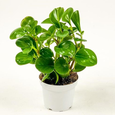 Zümrüt Dalgası Bitkisi (Peperomia) Bakım Rehberi