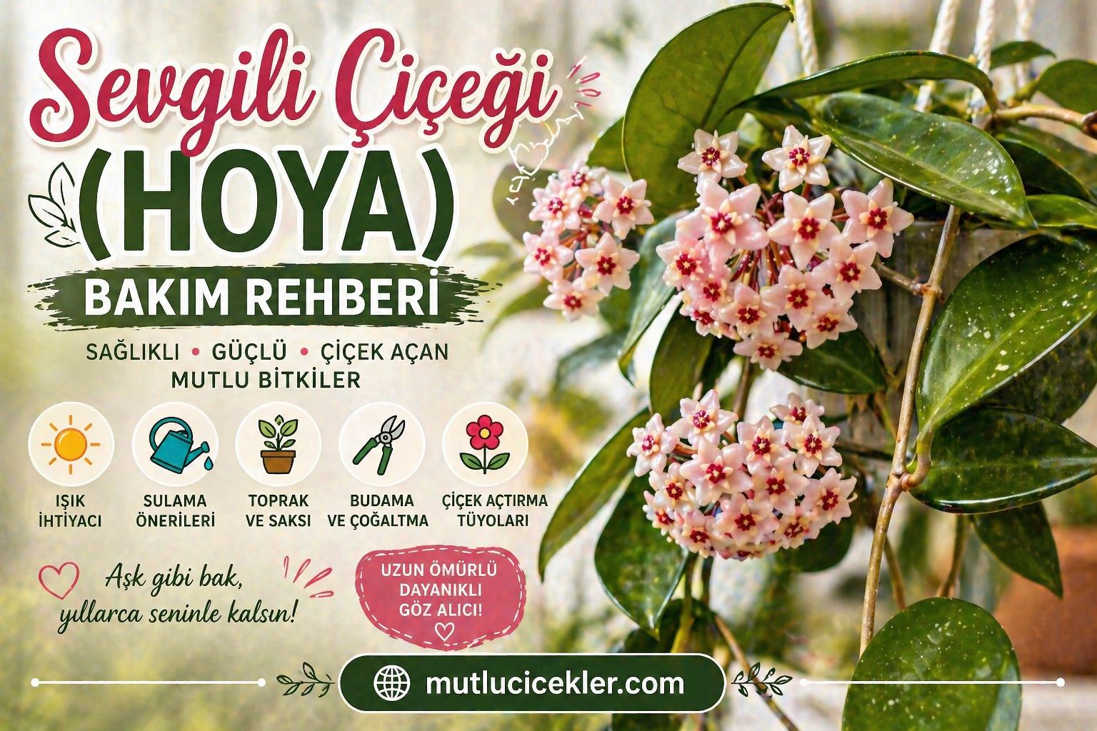 💚 Sevgili Çiçeği (Hoya) Bakım Rehberi: Uzun Ömürlü, Çiçek Açan ve Aşk Gibi Dayanıklı Bitki