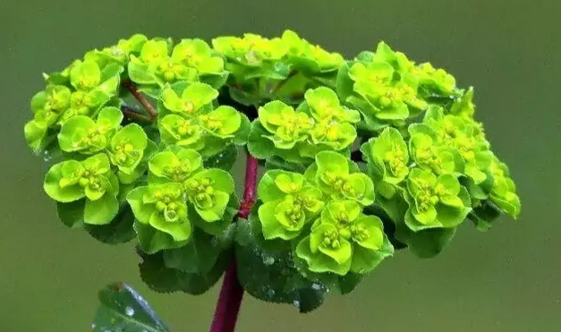 Sütleğen Bakımı: Zehirli Bitkiler İçin Dikkat Edilmesi Gerekenler