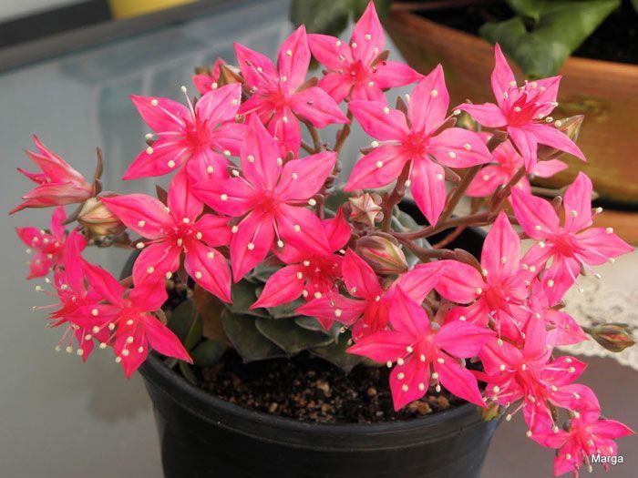 🌸 Tacitus Bellus (Graptopetalum bellum) Bakım Rehberi: Çiçek Açan Sukulent Mucizesi