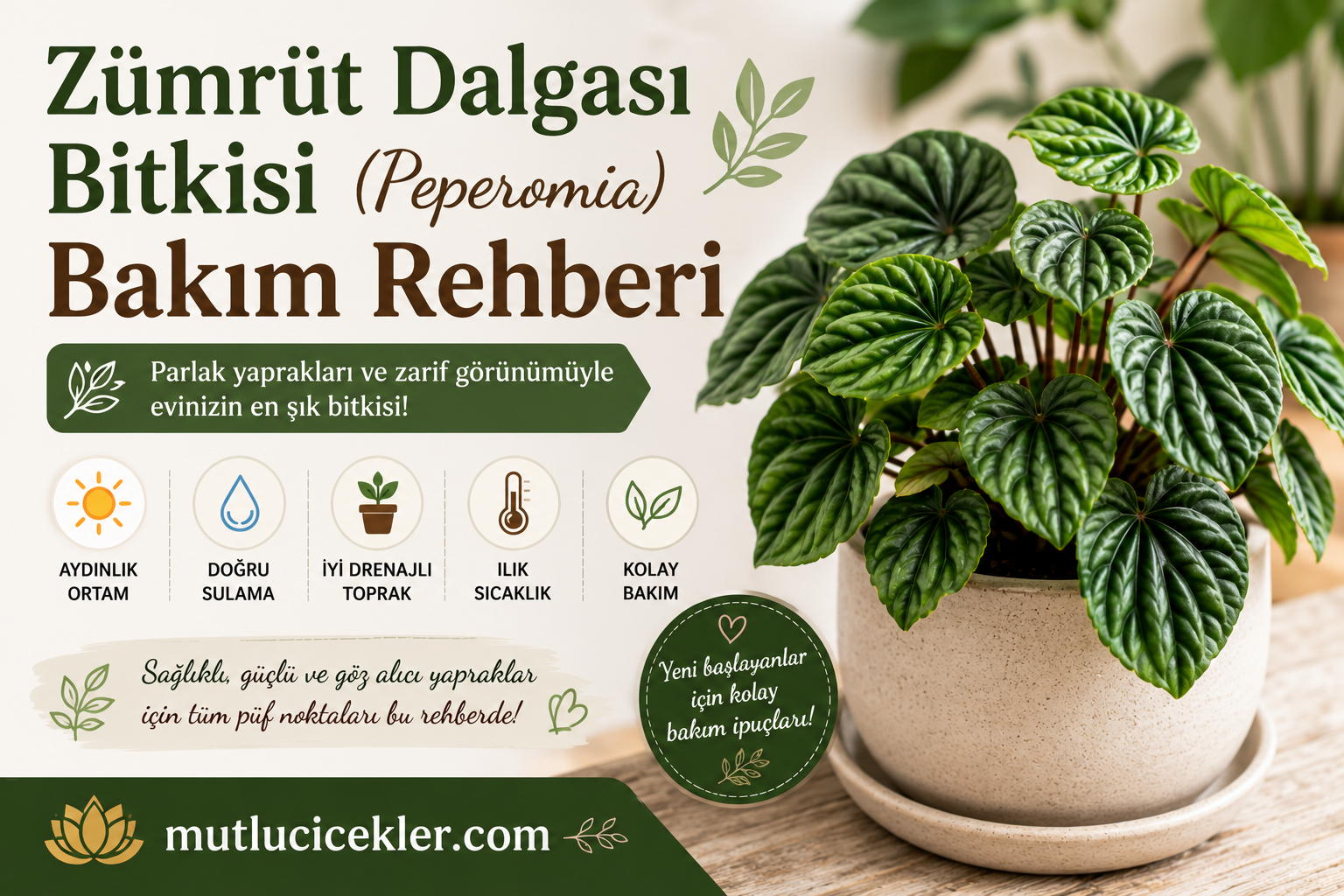 Zümrüt Dalgası Bitkisi (Peperomia) Bakım Rehberi