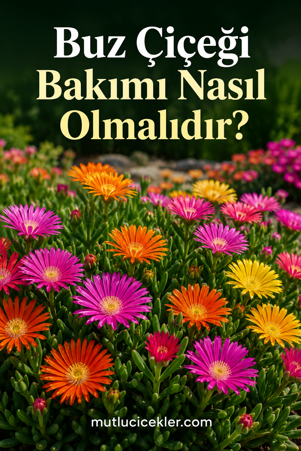❄️ Buz Çiçeği Bakımı Nasıl Olmalıdır?