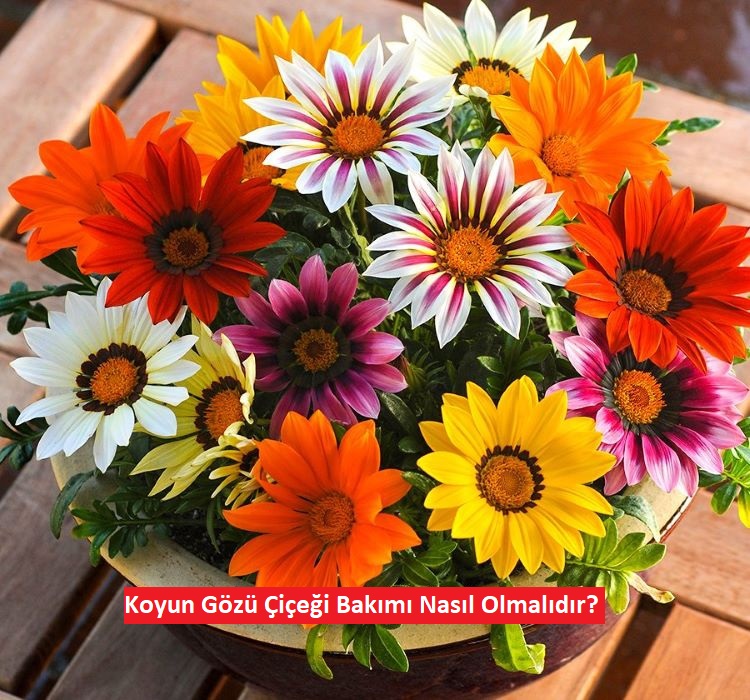 Koyun Gözü Çiçeği Bakım Rehberi: Bahçenizin Parlayan Yıldızı