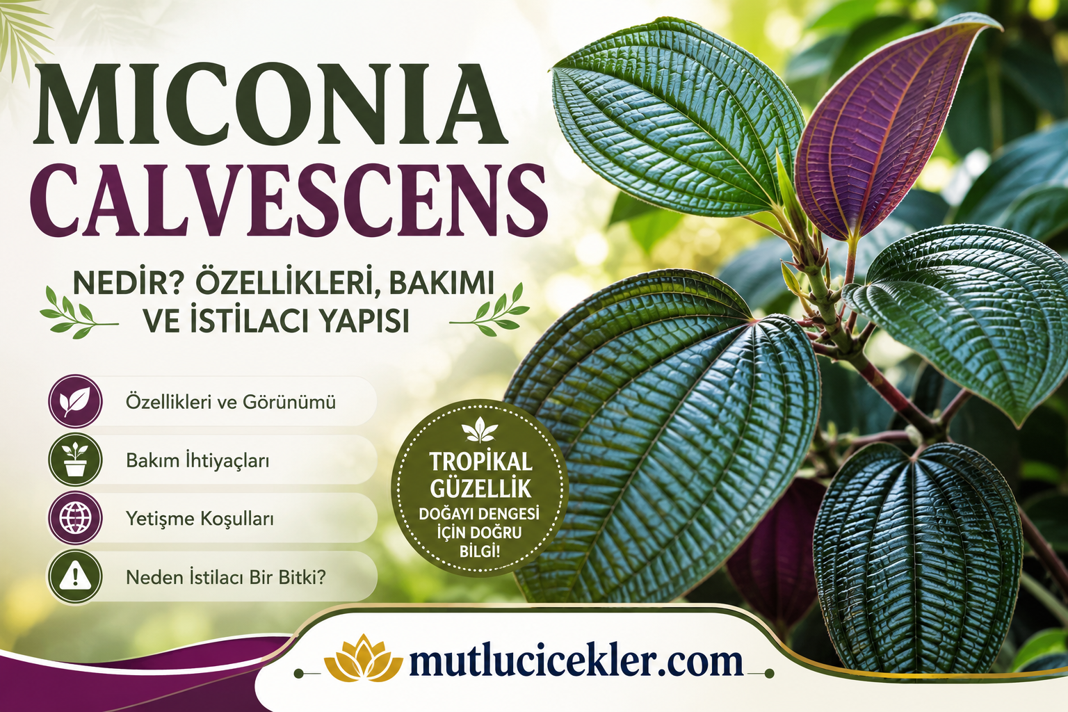 Miconia Calvescens Nedir? Özellikleri, Bakımı ve İstilacı Yapısı