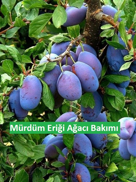 🌳 Mürdüm Eriği Ağacı: Bakım İpuçlarıyla Sağlıklı ve Verimli Bir Ağaç