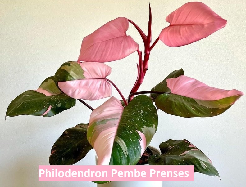 Philodendron Pembe Prenses Bakımı: Büyüleyici Yapraklar İçin İpuçları