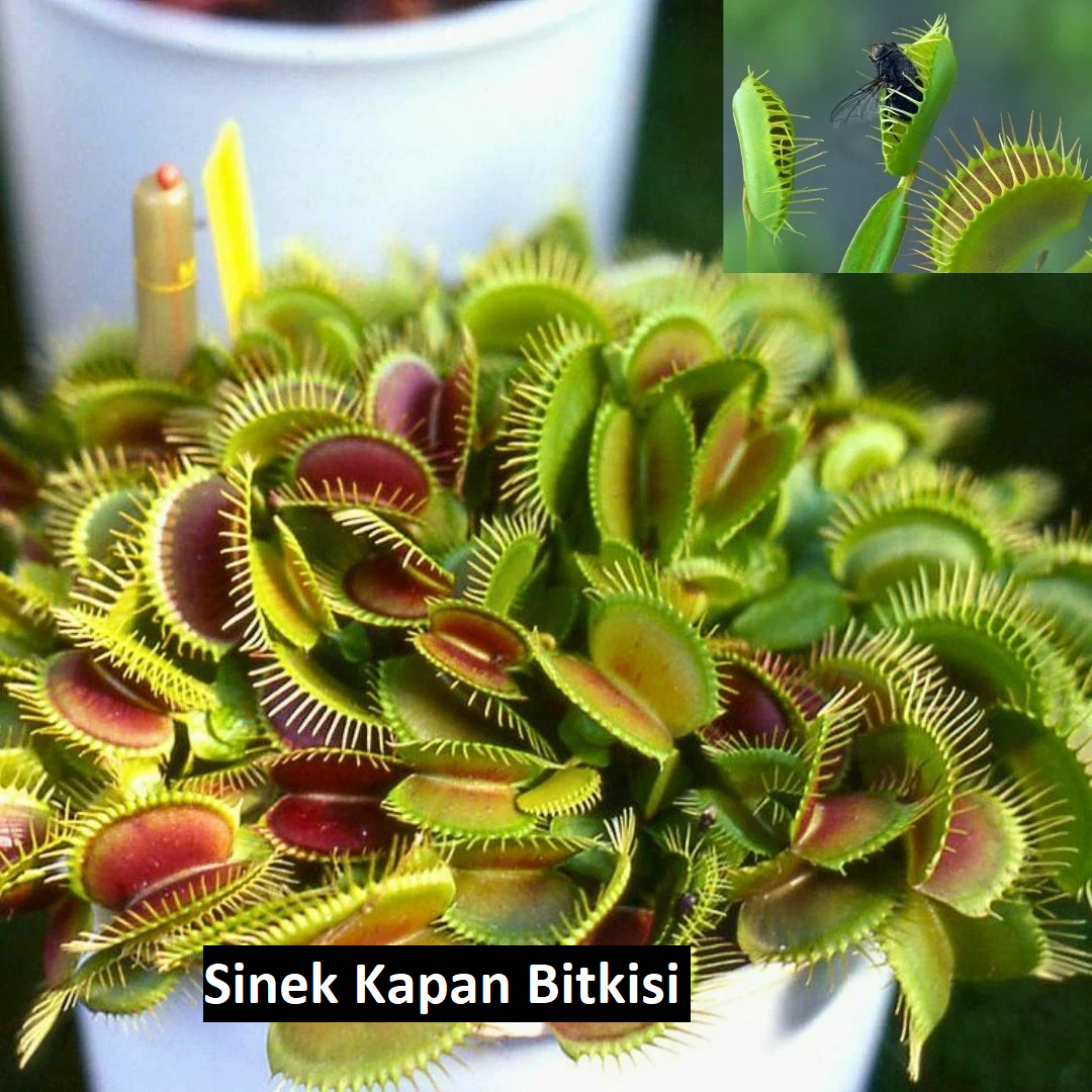 🌱 Sinek Kapan Bitki Bakımı: Etobur Bitkinizi Nasıl Sağlıklı Tutarsınız? 🦟